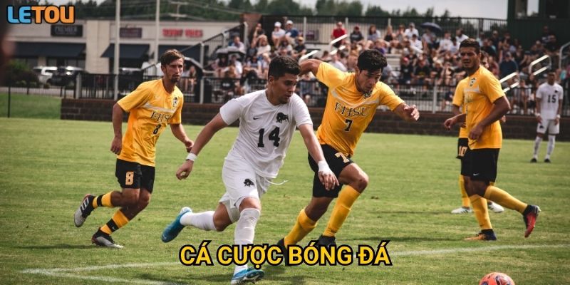 Cá cược bóng đá tại Letou có gì hấp dẫn người chơi mới?